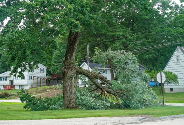 Best Tree Trimming Near Me  in Elk Point, SD